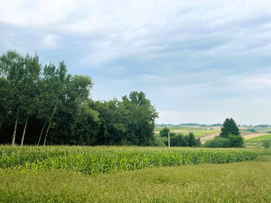 Działka rolno-budowlana 0,35 ha, WZ , Wojsławice